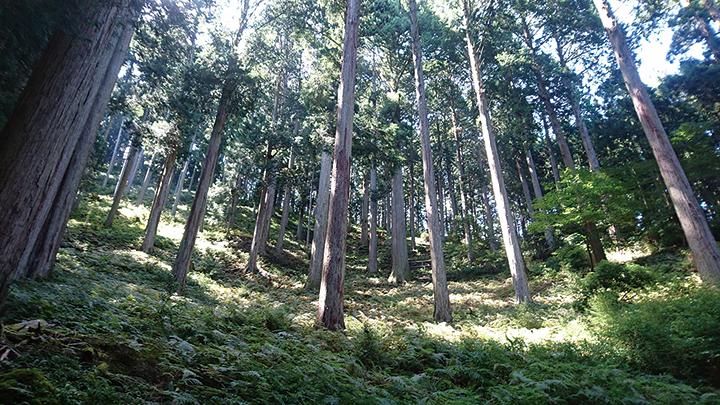 奈良の木をもっと暮らしに