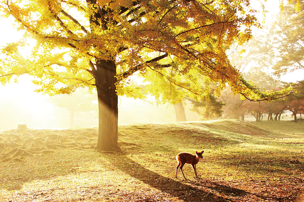 ぱーぷるmirai VOL.46 秋号